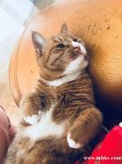 家里猫猫丢失 找回有酬谢