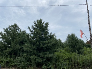同兴村180亩山林➕1万平水库出售