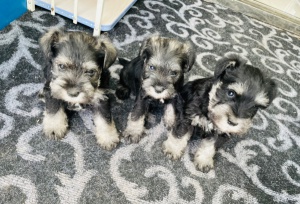 出售雪纳瑞幼犬