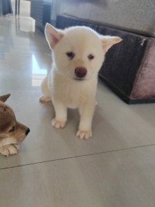 柴犬幼崽出售