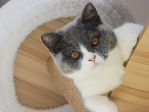 母猫找朋友