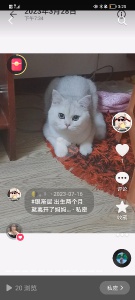 寻猫启示，银渐层公猫2岁，未绝育柳河